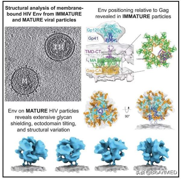 Cryo-ET揭示天然HIV病毒粒子結構