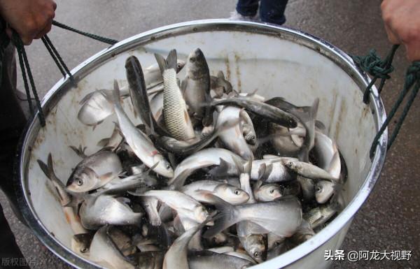 釣魚:這幾種有毒的魚,釣上來一定要小心處理,看有沒有你認識的 釣魚:這幾種有毒的魚,釣上來一定要小心處理,看有沒有你認識的