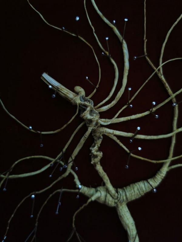 林下參雖好，但當下市場有幾個真貨？