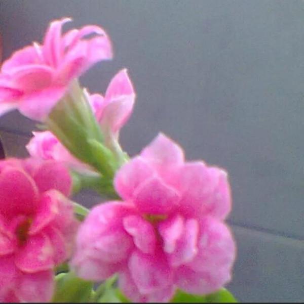 分享一下我養的花