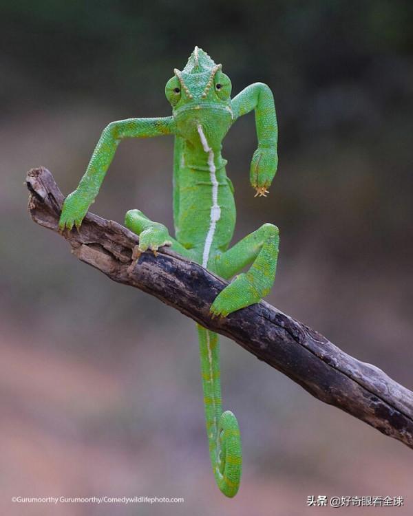 BBC評選結果出來了，2021最佳動物喜劇演員登場……