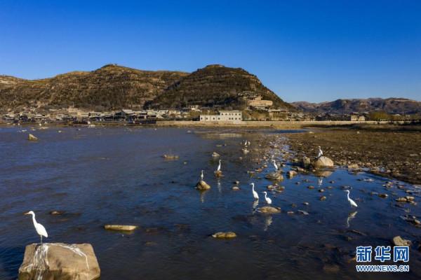 磧口古鎮候鳥翩躚