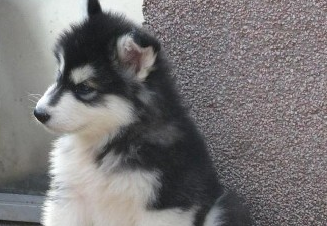 阿拉斯加犬有這些表現,那是缺少微量元素了 阿拉斯加犬有這些表現,那是缺少微量元素了