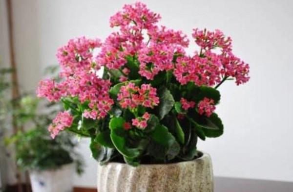 家裡養7種花，清新雅緻又養人，關鍵還好養