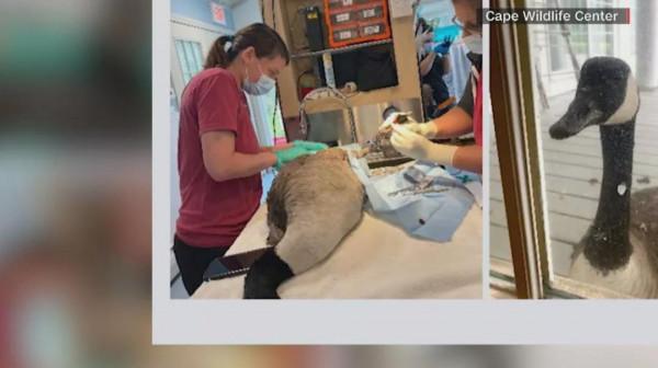 加拿大鵝受傷被帶回醫院做手術，它的伴侶卻焦急找上門來&period;&period;&period;