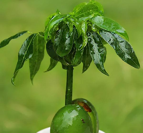 室內綠植養啥好?常見室內綠植養護知識 室內綠植養啥好?常見室內綠植養護知識