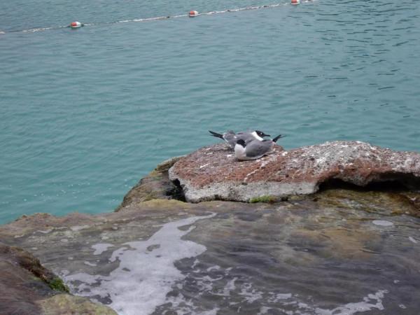 我的船上生活之009 郵輪碼頭篇之Nassau, Bahamas