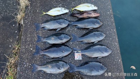 東麗試釣員田平 學，寒季斑鮁魚季節，首次出釣三重縣座浦的海岸