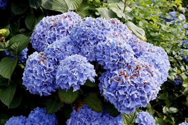 這6種花，栽到院裡不用管，年年到時間就開花