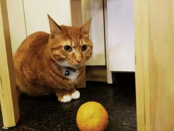 你知道嗎？你養的貓咪，暴露了你的經濟情況