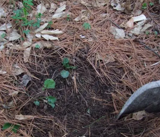 營養土太貴不想買，那就自己配，這三種&OpenCurlyDoubleQuote;廢物&rdquo;當營養土養花特棒
