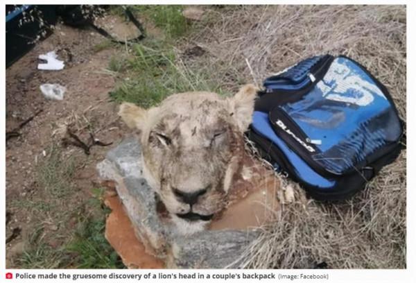 當場驚呆！南非警察搜查可疑夫婦揹包，裡面找到血淋淋獅頭