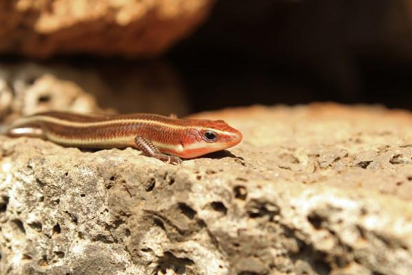 動物之間的夥伴關係，有我們很多意想不到的現象