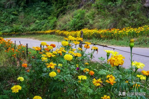 武定己衣打造“最美鄉村公路”