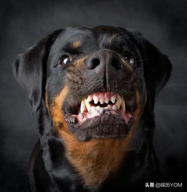 最危險，最有攻擊性的10種大型犬