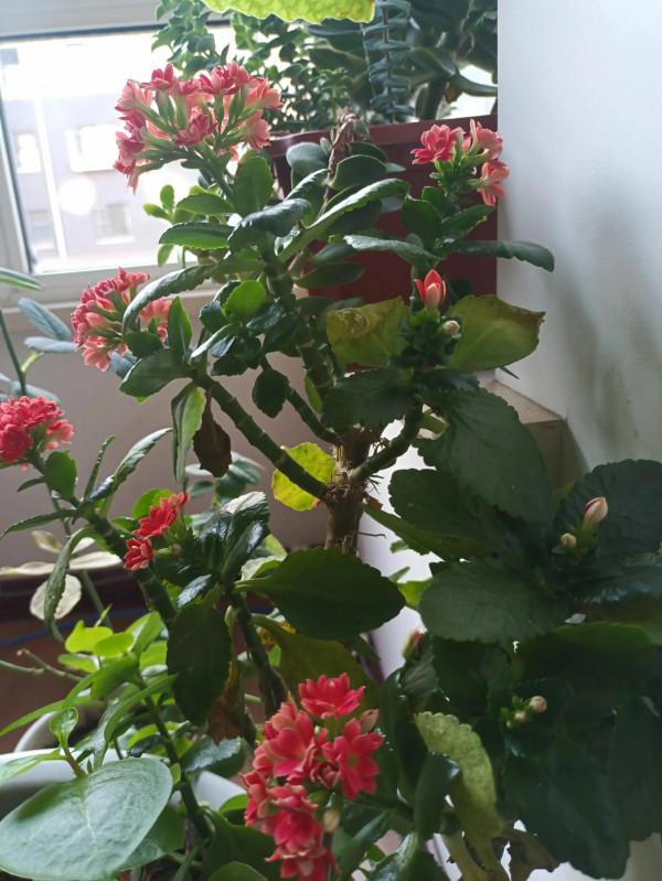 君子蘭啊君子蘭，一言不合你就不出來了，我都想把你揪出來