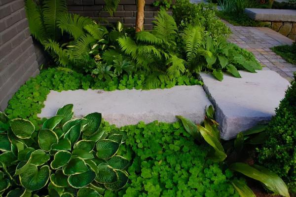 石頭縫裡這樣玩，它也可以成為庭院裡一道亮麗的景緻