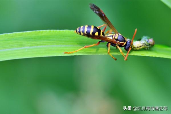紅月亮詩畫藝苑|螞蜂記|作者 周仁臣 紅月亮詩畫藝苑|螞蜂記|作者 周仁臣
