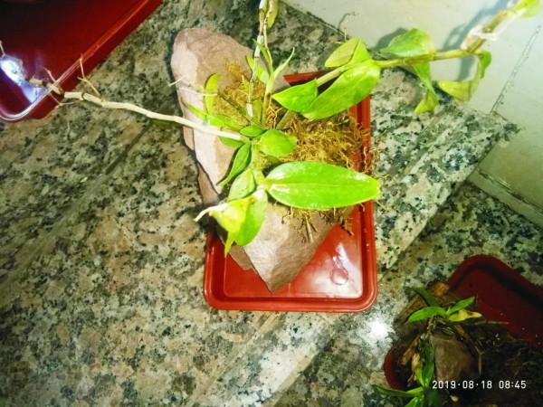 石斛M種養法，同樣枯萎