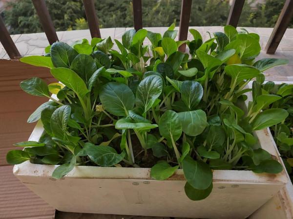 陽臺上有小驚喜