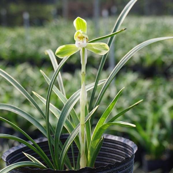 草炭在蘭花中的應用經驗分享,過程詳實圖文並茂,一看就懂了 草炭在蘭花中的應用經驗分享,過程詳實圖文並茂,一看就懂了