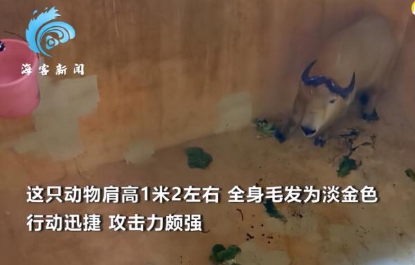 秦嶺羚牛區域性氾濫，威脅大熊貓，傷害人類，為什麼還要保護它們？