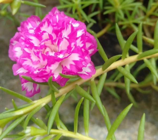 四種怕冷花，冬季養護易凍傷，早知道早預防，才能保住漂亮容顏