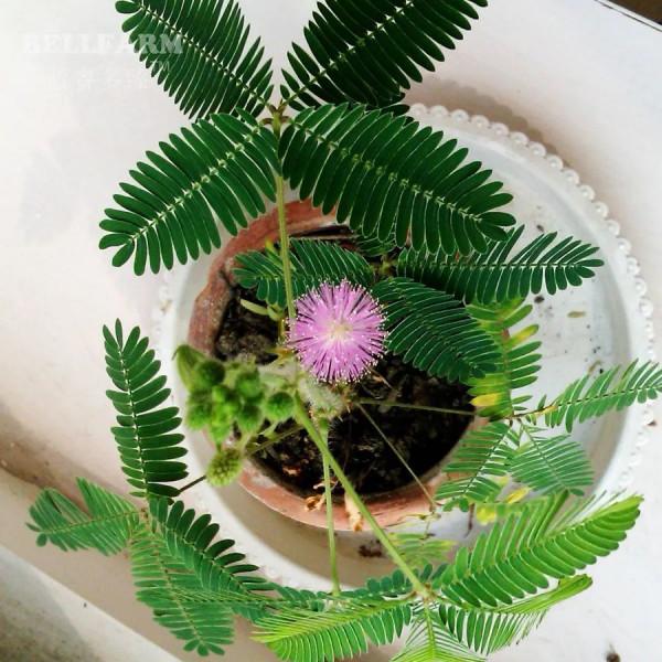 彩虹含羞草真的存在嗎？在家裡養含羞草真的好嗎？