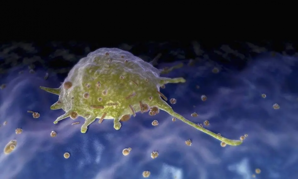 異種面板移植透過啟用TREM+2巨噬細胞促進血管生成和組織再生 異種面板移植透過啟用TREM+2巨噬細胞促進血管生成和組織再生