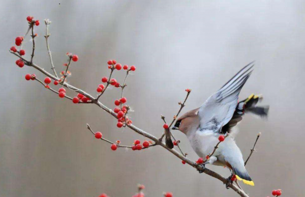 談談格律詩的章法、句法和字法,這裡面有規律可循嗎? 談談格律詩的章法、句法和字法,這裡面有規律可循嗎?