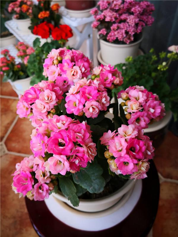 長壽花這樣養，才能枝繁葉茂，再次開花爆盆