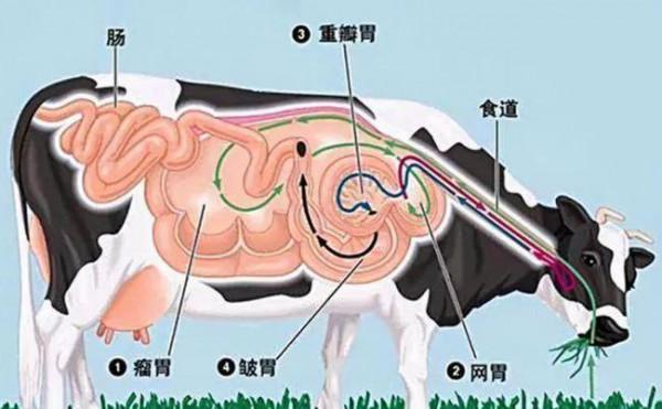 美國人在牛身上&OpenCurlyDoubleQuote;開天眼&rdquo;用來當&OpenCurlyDoubleQuote;搖錢樹&rdquo;？
