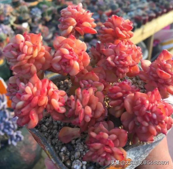 分享秋冬最經典的6種多肉，好養易上色，出狀態美美噠