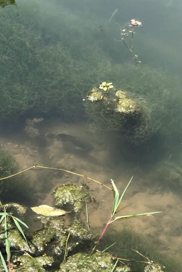 失控？東莞一水庫太陽魚成“霸主”，釣魚人一天可釣上百條