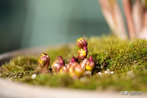 萬物起始，立春暖陽下，等待花園甦醒 &vert; 園丁