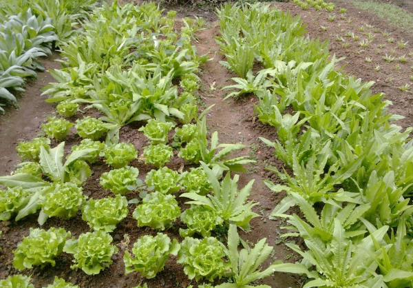 農村10種家常菜,種下去不打藥就有得吃,你家有多少種呢? 農村10種家常菜,種下去不打藥就有得吃,你家有多少種呢?