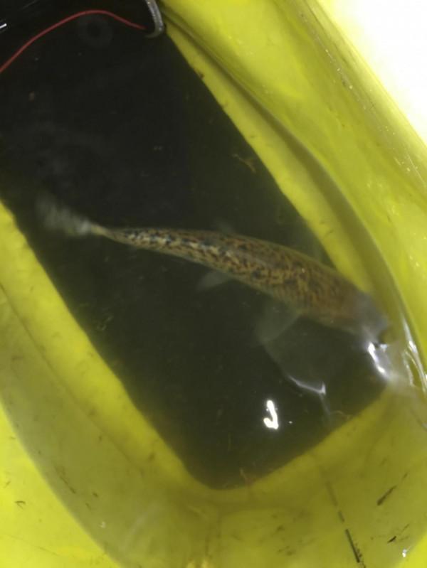 風餐露宿戲“花妹”，臨溪下餌為怡心