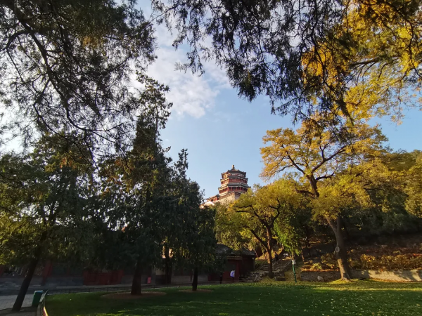 前方高萌！海淀竟有超多“神奇生物”出沒……