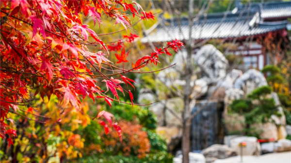 華清宮的初冬美景，驚豔了誰的時光？