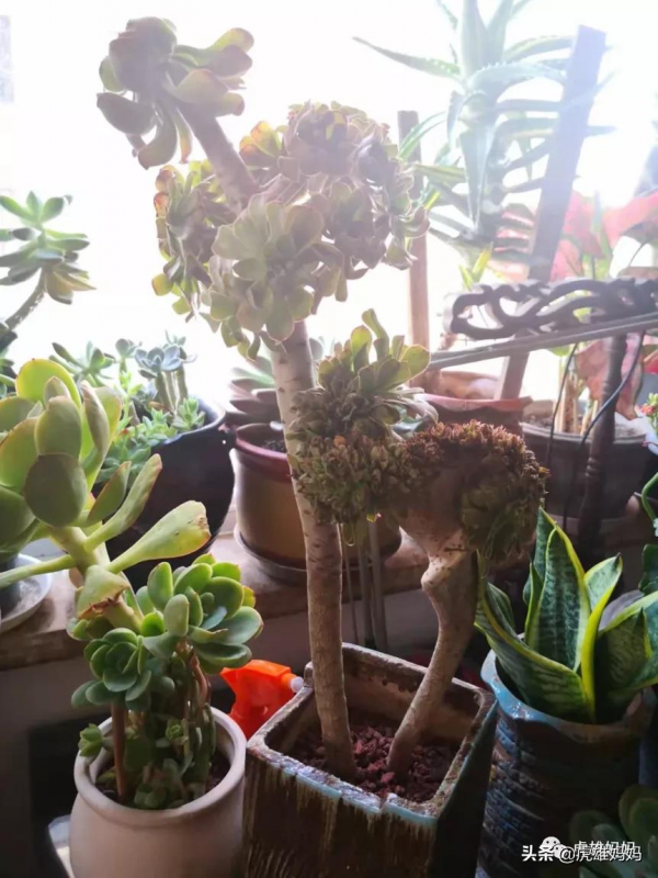 我家雙十一入項的多肉鮮花留影檔案記錄（三）