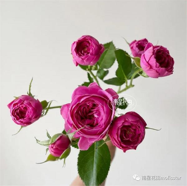 丁香泡泡多頭玫瑰 · 幾度春深豆蔻梢