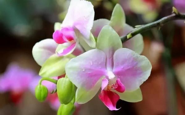 漂亮的蝴蝶蘭大全，顏色各異、姿態萬千