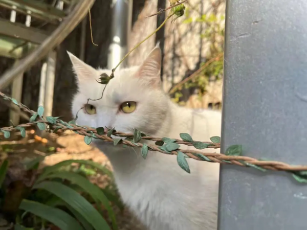 小嶽嶽：你知道我為了紅有多努力嗎？