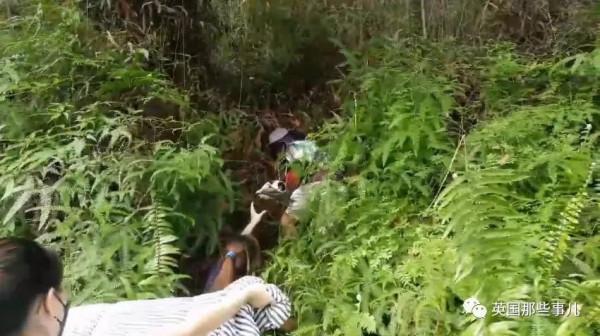 小奶狗被野猴&quot;綁架&quot;，在樹上餓了整整3天終於得救