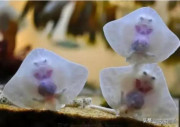 神奇的大自然,神奇的生物 神奇的大自然,神奇的生物