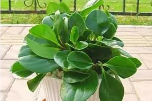 100種觀葉植物 | No.8 豆瓣綠養護攻略 100種觀葉植物 | No.8 豆瓣綠養護攻略