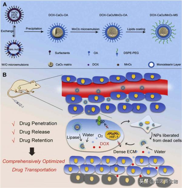 奈米抗腫瘤藥物新進展,有望成抗癌利器 奈米抗腫瘤藥物新進展,有望成抗癌利器