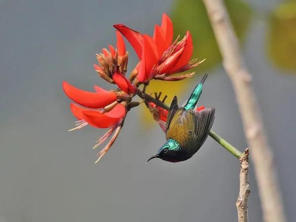 分享圖片,色彩斑斕,美麗無比的太陽鳥 分享圖片,色彩斑斕,美麗無比的太陽鳥