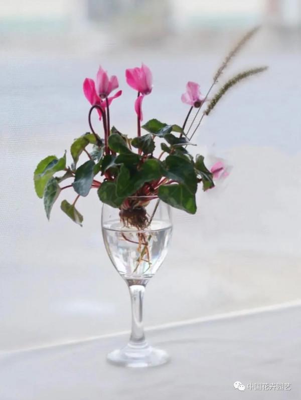 水培迷你仙客來，讓室內輕鬆變花園 | 新品