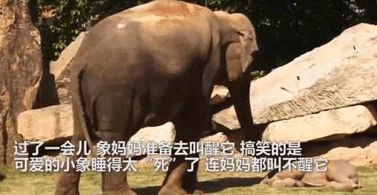 動物比人更深情,面對同伴死去,動物哀悼的方式讓人心酸、淚目 動物比人更深情,面對同伴死去,動物哀悼的方式讓人心酸、淚目